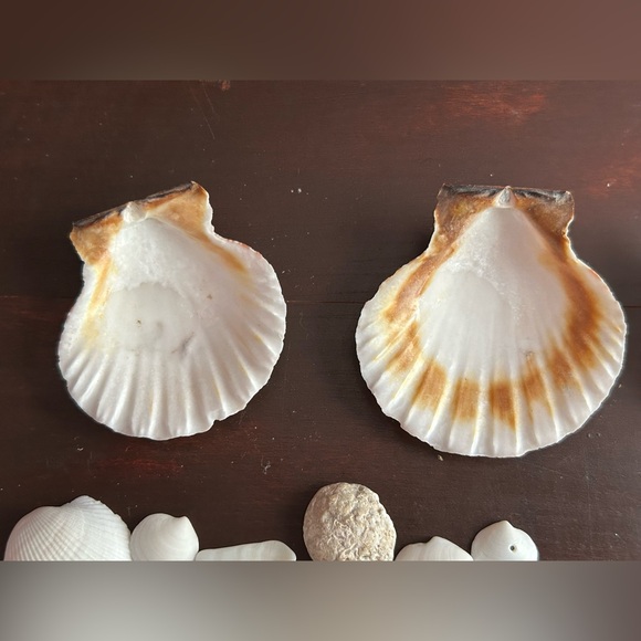 Assorted Seashell Collection - Picture 4 of 4